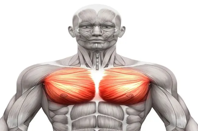تمارين الصدر | أهميتها.. وأشهر التمرينات لتقويته في المنزل والجيم